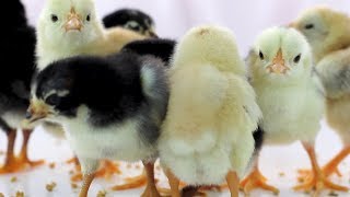 Download lagu Cute Baby Chickens - Funny Baby chicks mp3 Download lagu Cute Baby Chickens - Funny Baby chicks mp3