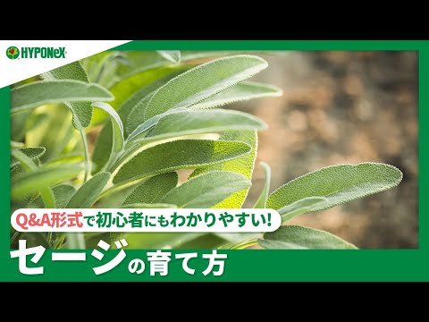 観賞用セージ:最も美しい種と品種 植物