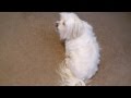 Happy Birthday Dog Maltese Singing Happy Birthday