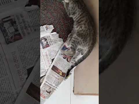 Sherlock and Paper fun