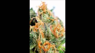 Shiverman (Soane remix) - Fat Freddy's Drop