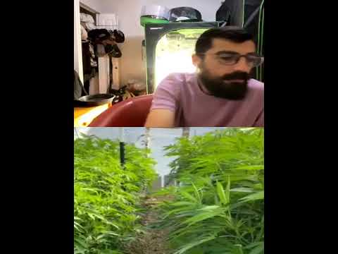 Autoflower 101: Class 9 pt2 ft @fullduplex_afn creator of @mandalorian_genetics