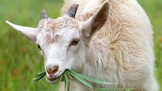Relaxing Goat Videos, Cute Baby Goats 🐐