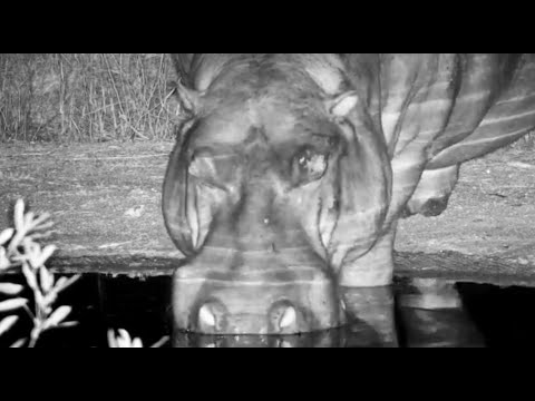 Dewey the hippo had a drink at the pan before going off on territorial marking 10/7/25