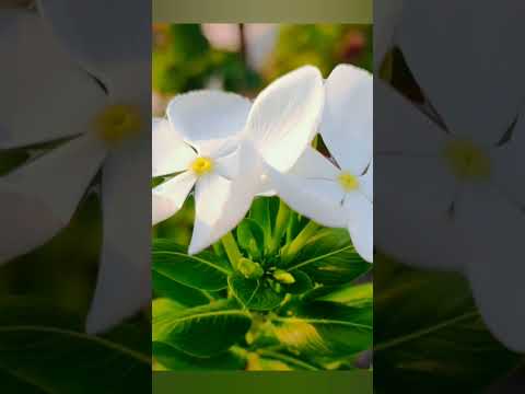 #sadabahar #flower #plants #reels #benefits #shortvideos #shorts #viral #mukund choudhary