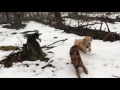 Barney Layla And Shogi At Island Pond