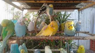 🐣初心者からプロへ！セキセイインコ飼育の始め方