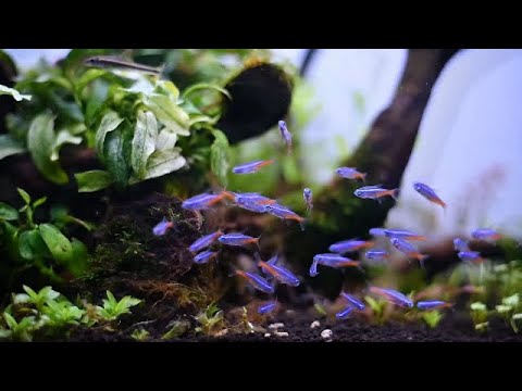 17 Types of the Most Popular Tetra Fish in the World