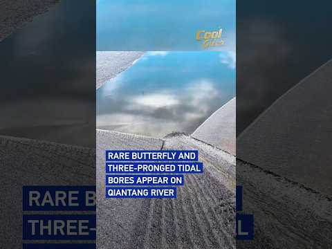 Rare butterfly and three pronged tidal bores appear on Qiantang River#coolchina