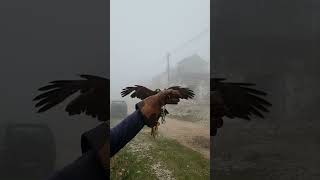Falcon Flies Down for a Snack || ViralHog