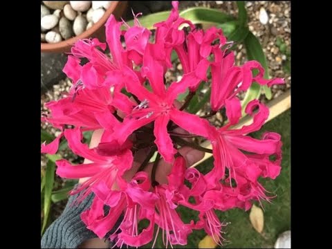 How to Plant Hardy Nerine Bulbs in Containers- 2 Minute Tips