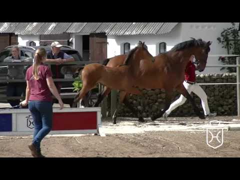 SL074 Stutfohlen von Livello - Loran - Claudio's Son