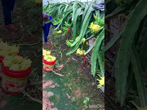 Yellow_Pitayas_fruit_harvesting!_#fruit