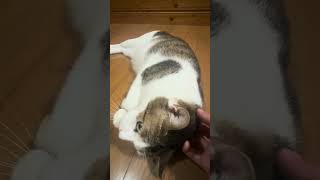 2026年8月24日 今日のしーちゃんฅ^•ω•^ฅ