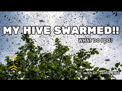BEEKEEPING: My Hive Swarmed! What do I do?
