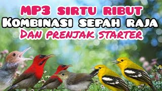 Download lagu Suara Pikat Burung  Sirtu Ribut Kombinasi Sepahraja Betina Dan Prenjak Starter mp3 Download lagu Suara Pikat Burung  Sirtu Ribut Kombinasi Sepahraja Betina Dan Prenjak Starter mp3