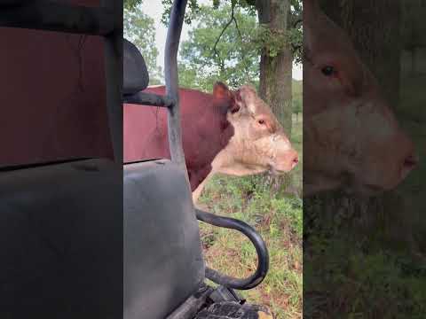 Wenn du Rufus nicht davonlaufen kannst, sei besonders nett #rufusthebull