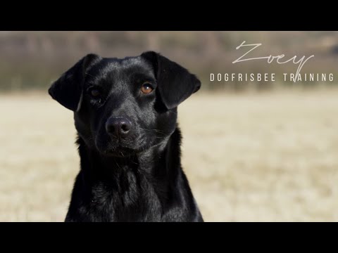 Dogfrisbee training / ZoeyLAB