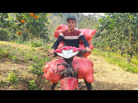 Earning $16 Carrying Pomelos in the Mountains