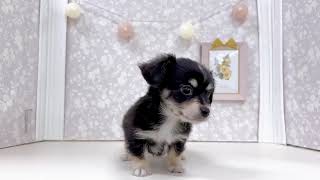 ハーフ犬の動画01