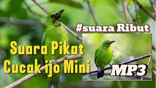 Download lagu Suara Pikat Ribut Cucak ijo Mini #mp3 mp3 Download lagu Suara Pikat Ribut Cucak ijo Mini #mp3 mp3