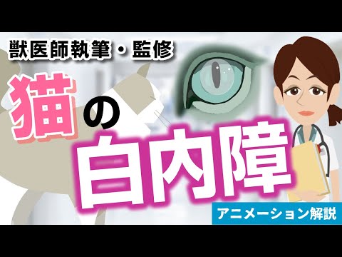 猫の白内障 - 症状と治療法