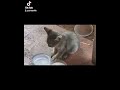 sleepy kitty jamming to the "lalala" part in Tomboy  #shorts #gidle #tomboy #cat #kitty