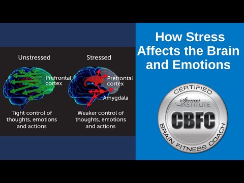 How Does Stress Affect the Brain and Emotions?