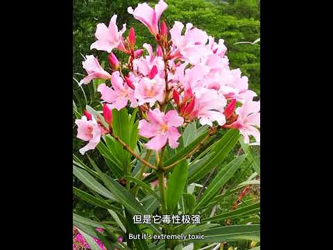 夾竹桃花語