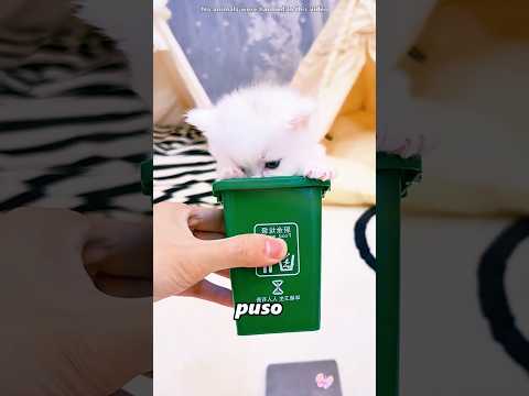 Este gatito se preparó para las vacaciones#shorts