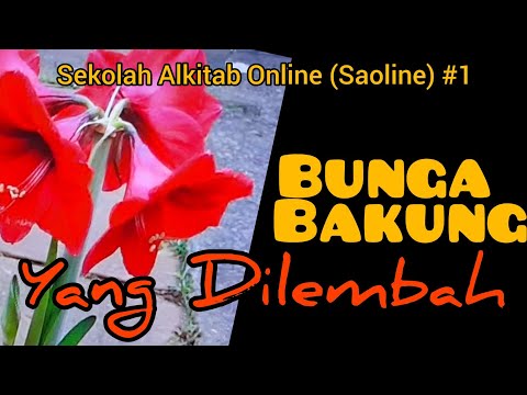 Bunga Bakung Yang di Lembah