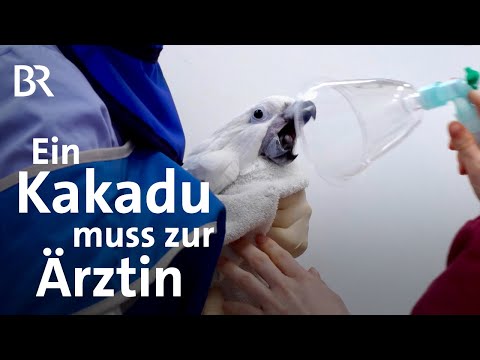 Besteht der Kakadu den Test beim Tierarzt? | Neue Freunde sollen Lucky gesund machen | BR | Vögel
