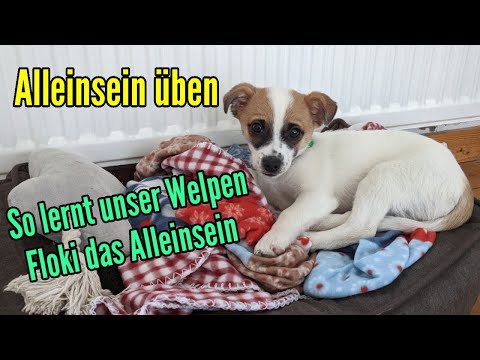 Teaching puppies to be left alone - Practicing dog being alone - This is how our puppy learns to ...