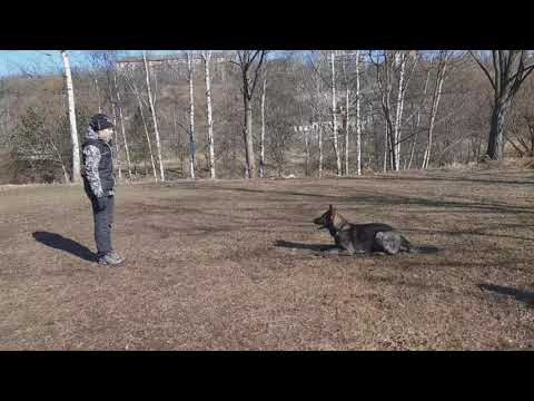 Ruby Rose Leryka- poslušnost (15 měsíců) 3/2021