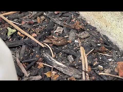 Ants Carrying Our Bait Back to Their Nest in Skillman, NJ