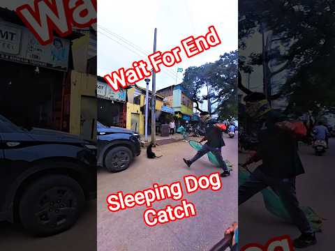 Main Road Double Dog Catch #dog #streetdogrevival #shorts #ytviral #amazing