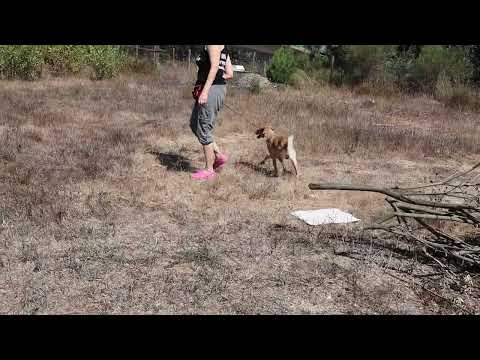 Vídeo de COLIN