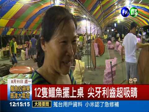 鱷魚咬蘋果當供品 普渡大驚奇!