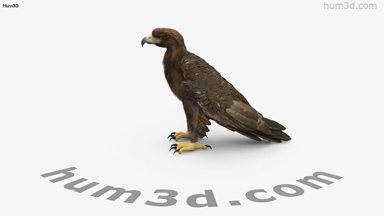 Golden Eagle 3D model by 3DModels.org