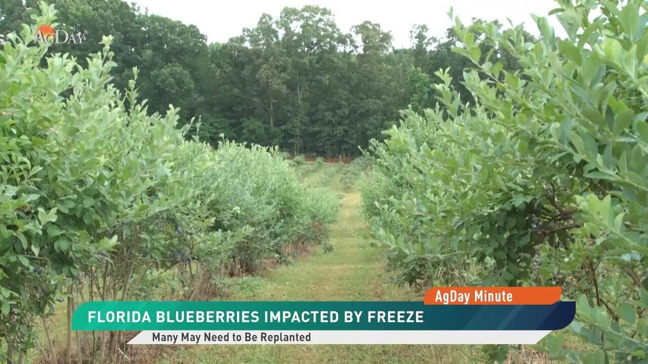 AgDay Minute 02/11/26