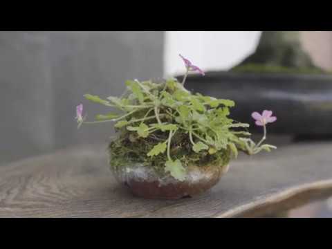 Part 1: BonsaiKunst Hamburg 2020 Online-Ausstellung