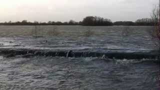 preview picture of video 'A Seal at RSPB Fen Drayton Lakes, Cambridgeshire. HD Video.'