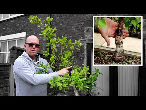 Bonsai trunks too thin? - do these 6 things