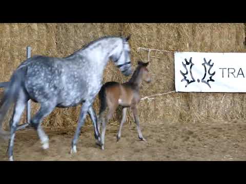 Belle Amour von Mount Etna xx - Lossow - Benedict AA geb. 06.06.2020