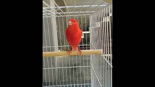 Download lagu canario belga Singing Bird song Most Beautifull bird song canary red mp3