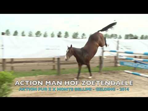 ACTION MAN HOF T ZOETENDAELE Z (Aktion Pur Z x Monte Bellini - Gelding - 2014)