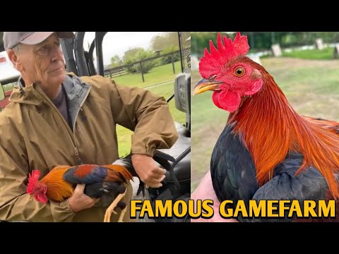 Pure Larry Romero Albany - FAMOUS FARM