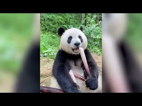 Too cute baby animals eating food ASMR