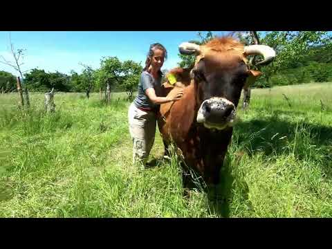 Kühe für den Klimaschutz - Ökosysteme regenerieren