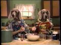 Sesame Street Wegman S Dogs Baking A Cake